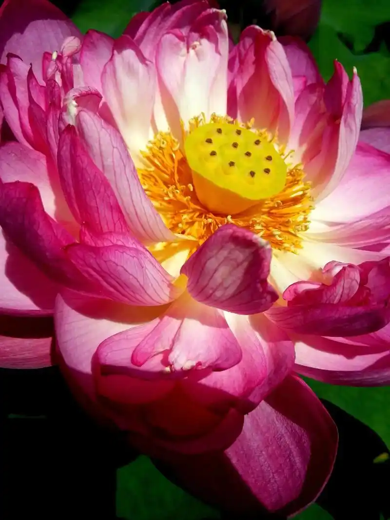 《手机摄影日记》东湖磨山荷花园拍摄,前年夏天在荷花园看到很多 - 抖