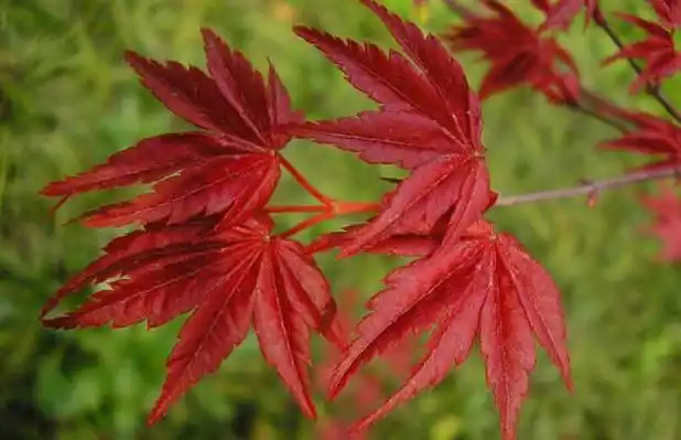 枫树品种图片大全(2)