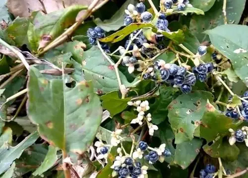 近几年来,山里的这种野果长得像"眼珠子",却消失得无影无踪?