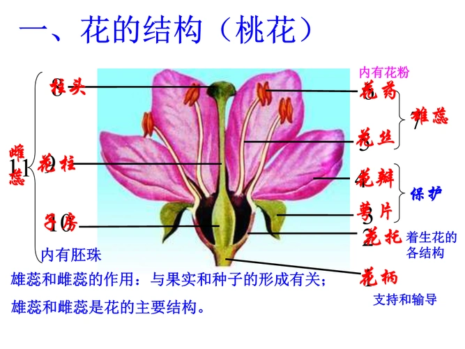 1花的结构和类型2.ppt