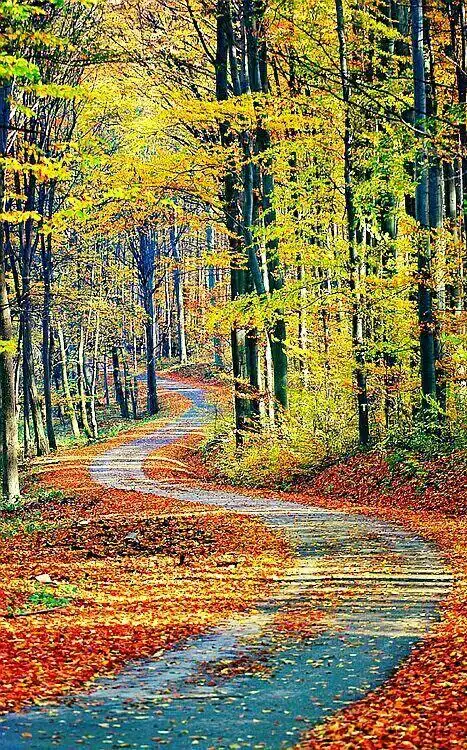 曲曲湾湾的山间小路