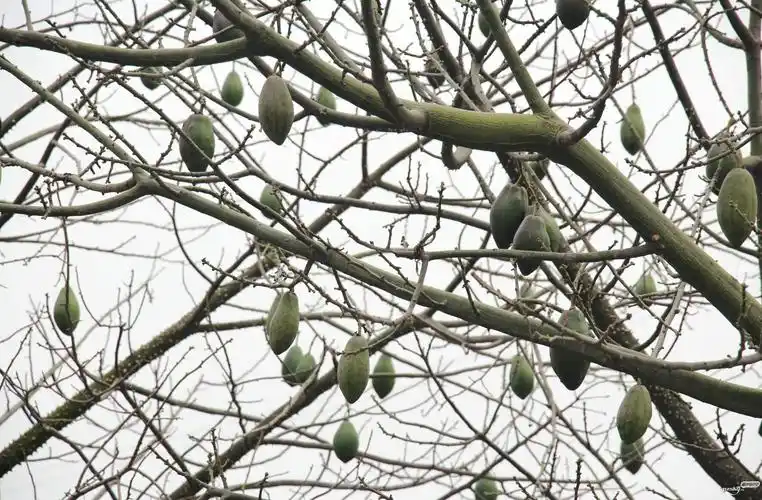 欣赏一下梅城树上的异化木棉果也很有意思