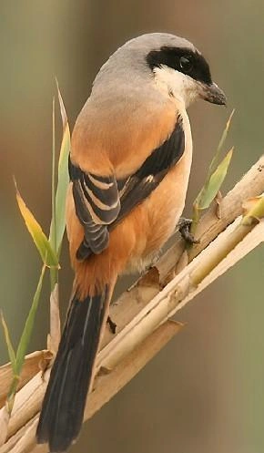 鸟类图片大全(常见的170种宠物鸟)