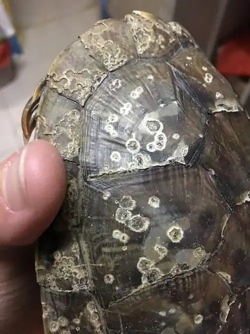 前几天从湖边捡回来一只巴西龟,我想问一下这个是腐甲吗?