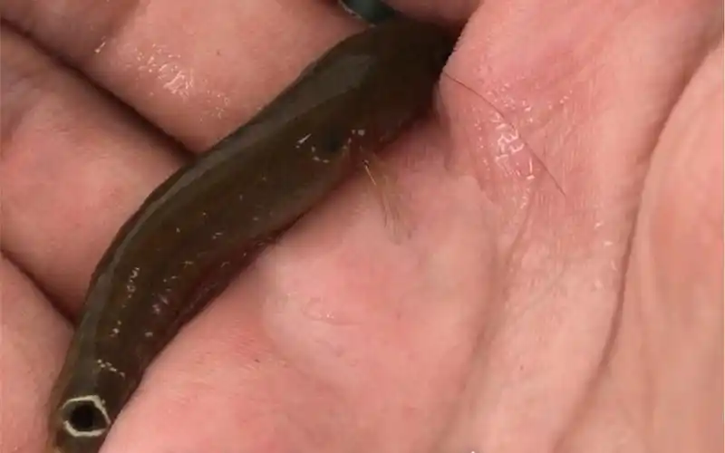 中国原生雷龙鱼月鳢苗