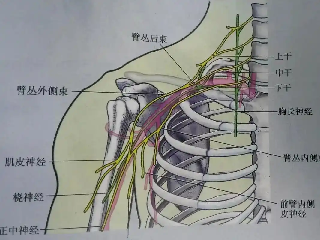 臂丛神经损伤.臂丛,由五根(c5-t1),三干(上,中,下) - 抖音