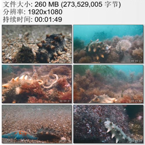 水下拍摄海底海参 海参的神奇生存模式 高清实拍视频素材