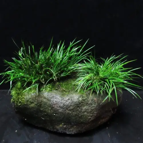 精品附石菖蒲盆栽 水培植物 虎须菖蒲绿植微