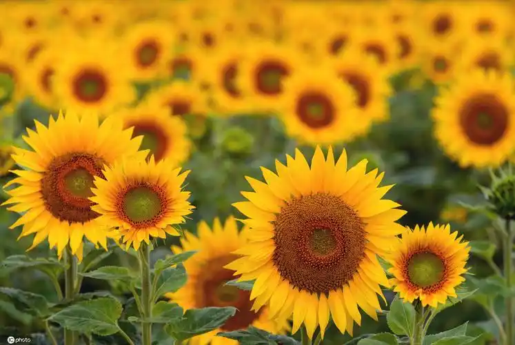 夏日里的油画!德国向日葵花盛开