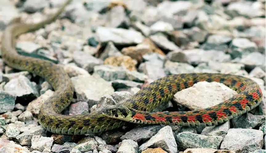 k8b0ndz">虎斑颈槽蛇(学名: i>rhabdophis tigrinus /i>)俗名野鸡脖子