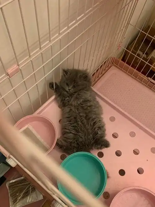 纯蓝高地长毛蓝猫坐标杭州