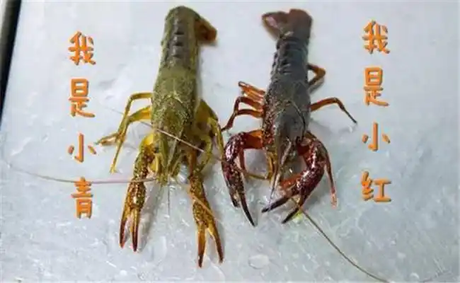 小龙虾的种类