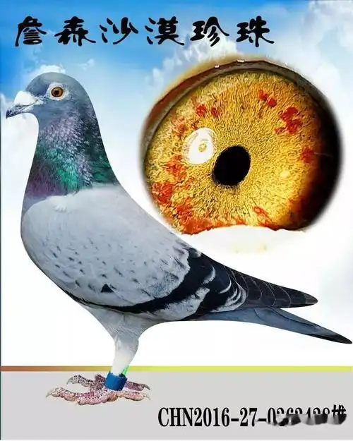 搜鸽图集 | 詹森系鸽眼赏析