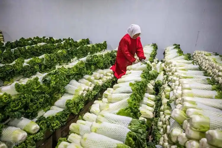 什么是净菜加工?有什么样的基本流程?需要用到哪些加工设备?