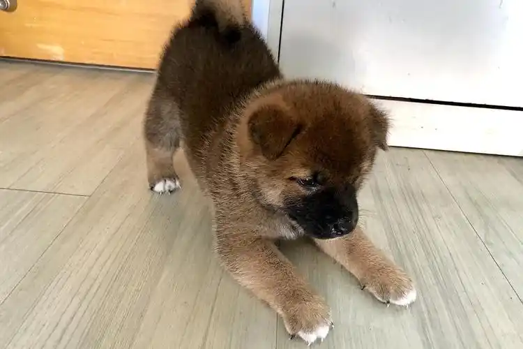 幼犬吃什么牌子的狗粮好(为什么土狗不洗澡也很干净)