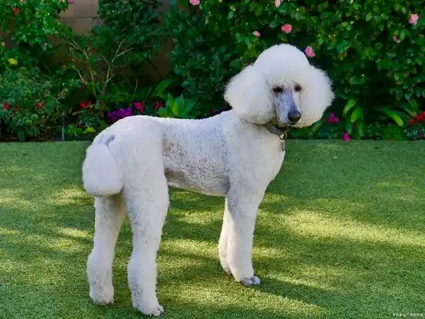 巨贵犬:哪个颜色最贵?这取决于市场和个人喜好