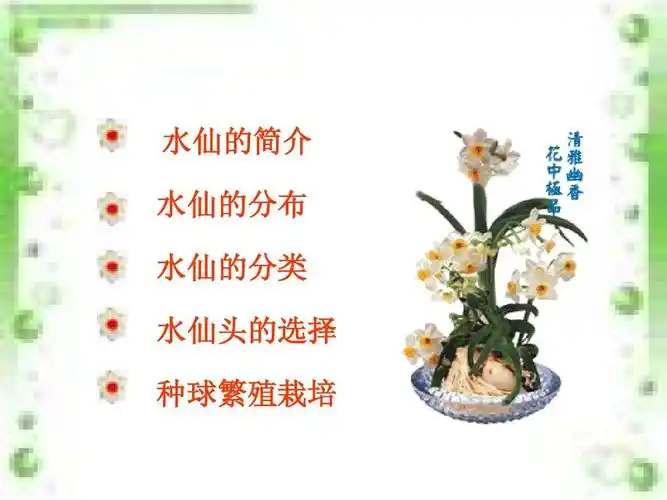 水仙的栽培ppt