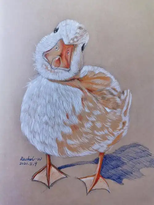 柯尔鸭手绘动物插画附步骤