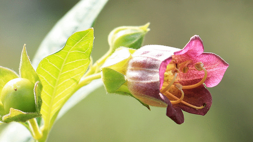 公园有毒的花草树木有哪些(美丽外表下隐藏的危险:一品红 曼陀罗等多