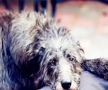 这种猎鹿犬可是非常受人尊重的一种狗狗,其实,这种狗狗只有贵族伯爵