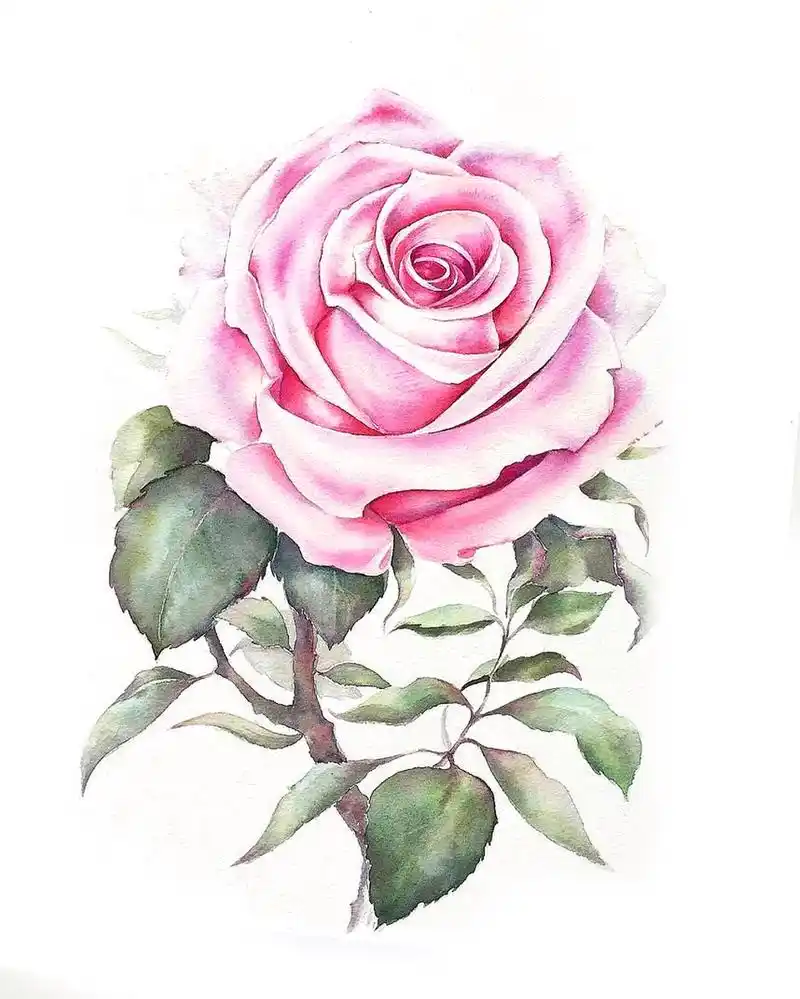 干货!12张高清彩铅临摹素材,看彩铅学花语,一举两得!