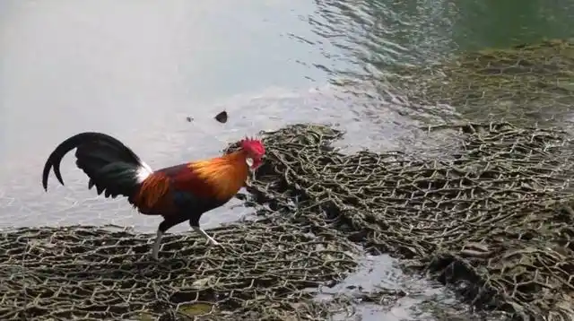 我国其实早在三千年前就驯化过原鸡,在云南地区,因为它的叫声酷似"