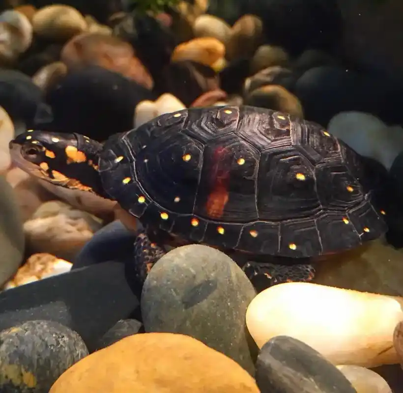 星点水龟环境素材图#星点水龟 - 抖音