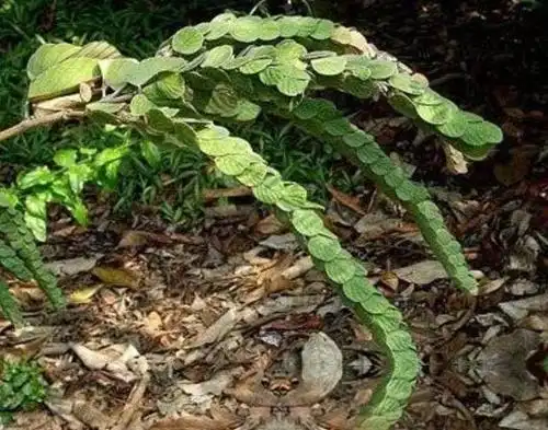 南方一种"龙鳞草",如今价值很高,农村如果见到了,请别摘去玩