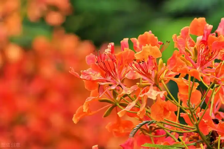 凤凰花为整个离别染上祝福的颜色,凤凰花
