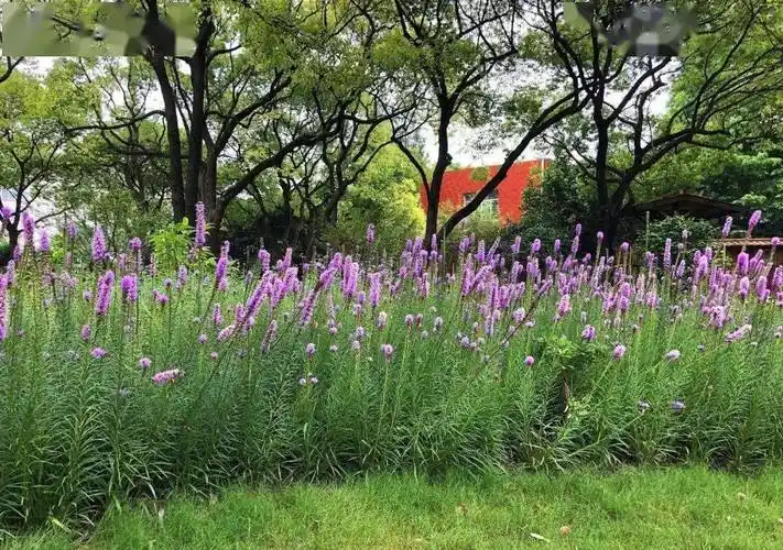 什么剧情直冲向上的蛇鞭菊