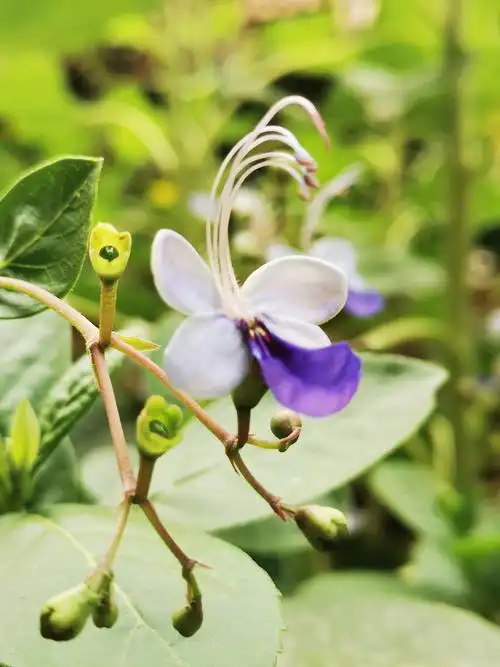 春日暖阳中的蝴蝶花