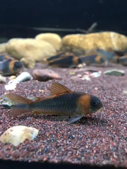 【鼠鱼】尼青,尼青,为什么要喜欢尼青