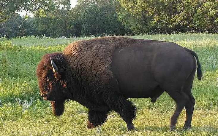争相跳崖的野牛 - 简书