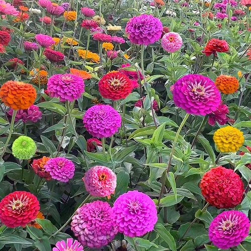 重瓣百日草花种子四季开花易种庭院阳台波斯菊花种籽花卉景观花海