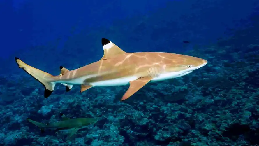 家庭饲养海水鲨鱼所需的条件