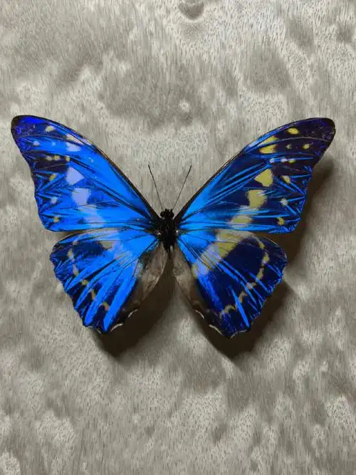 塞浦路斯闪蝶标本