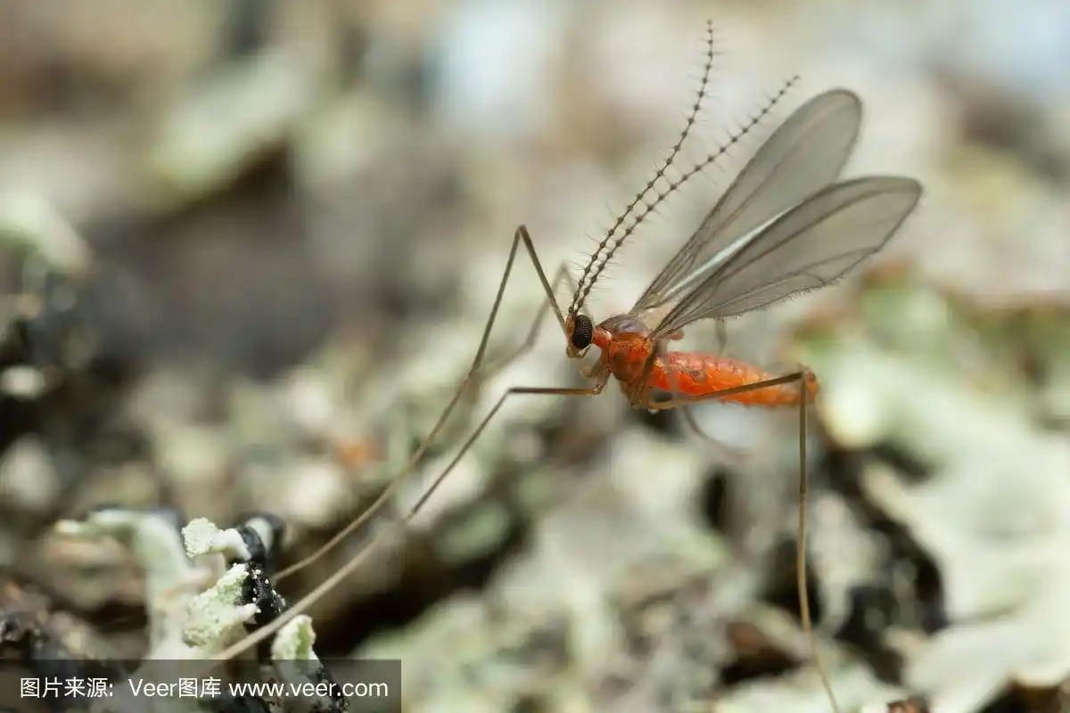 瘿蚊,瘿蚊科在地衣上的高倍摄影