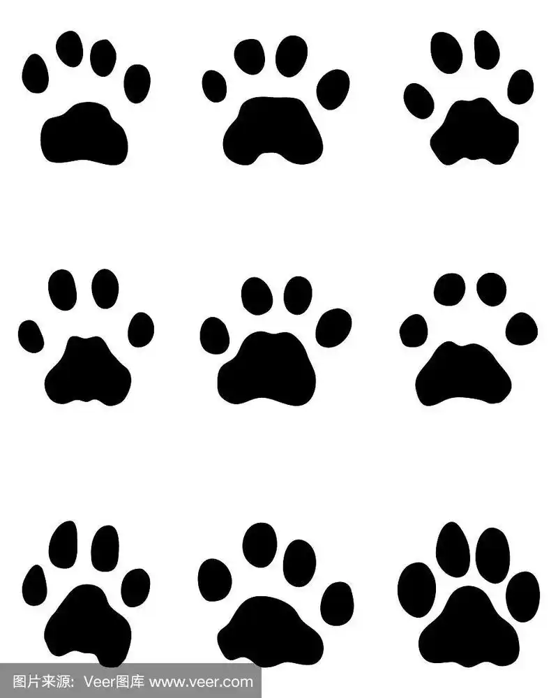 豹子的黑色脚印