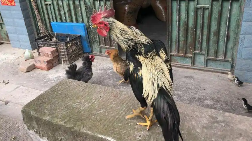 斗鸡:两只母鸡打架,这公鸡也不去劝劝!