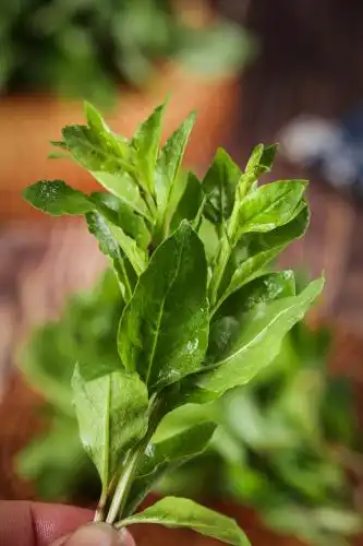 新鲜的枸杞芽 枸杞芽