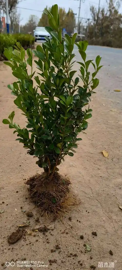 高度40厘米瓜子黄杨小苗