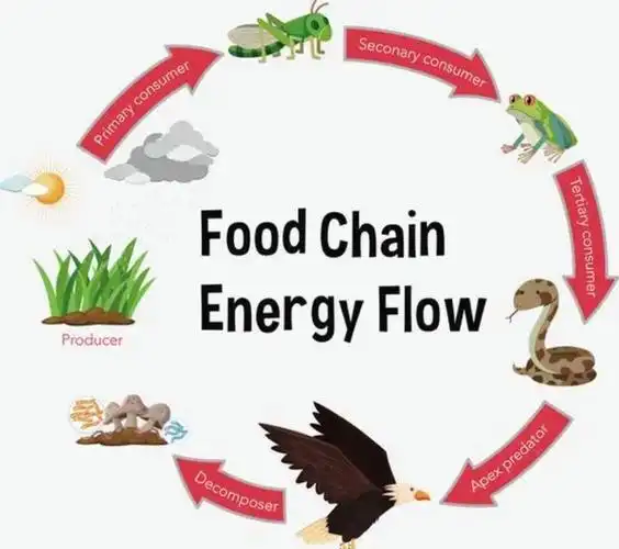 the02food02chain02who02eats02who02in02the02wild3