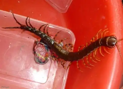 1级 2014-10-09 回答 有毒,这种是红头蜈蚣,是最有攻击性