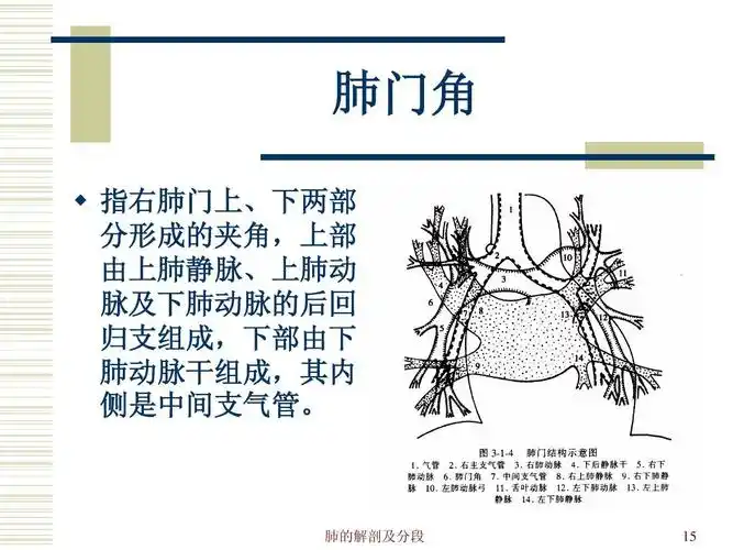 肺的解剖及分段ppt