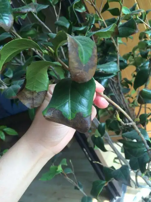 茶花叶子前端发黑干枯是什么原因?