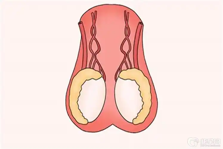 睾丸.jpg