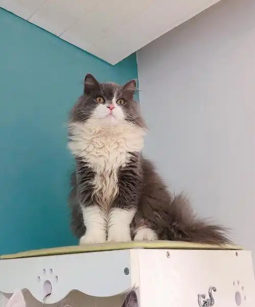 10个月蓝白高地弟弟找新家,坐标南宁