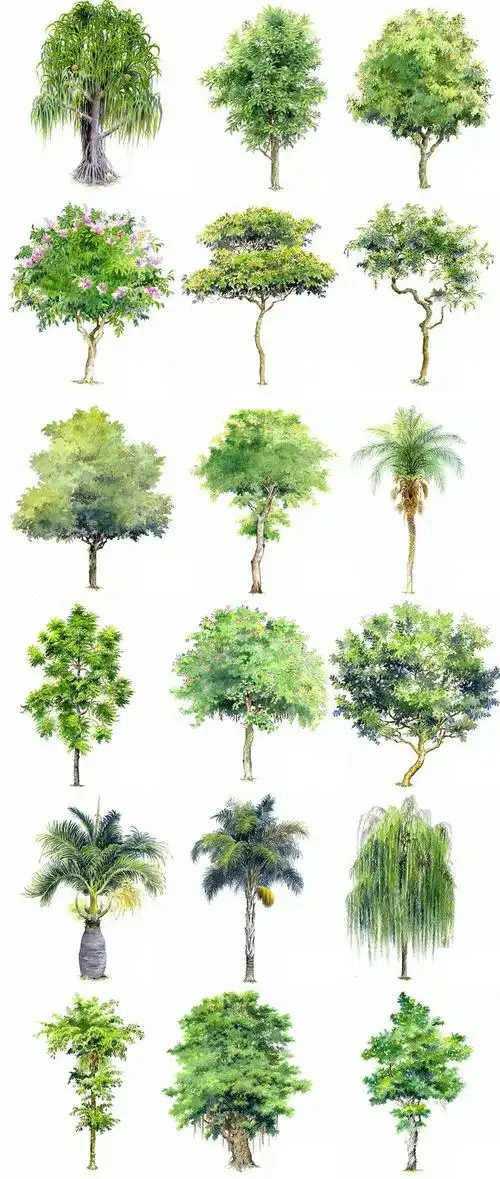 手绘树木 植物