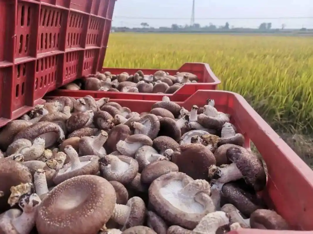 小香菇大产业这个位于我乡的香菇种植基地你知道吗