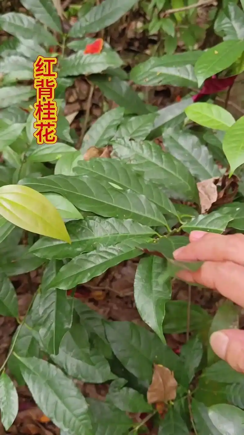 🍃路边植物红背桂花,别名青紫木,红背桂,大戟科海漆属植物